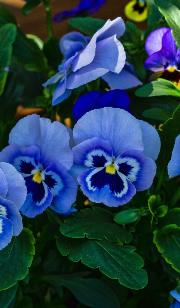 Красивые синие садовые цветы фиалка Виттрока 