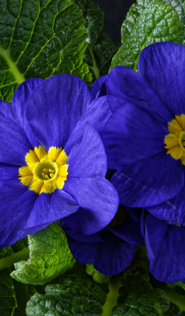 Красивые синие комнатные цветы примула