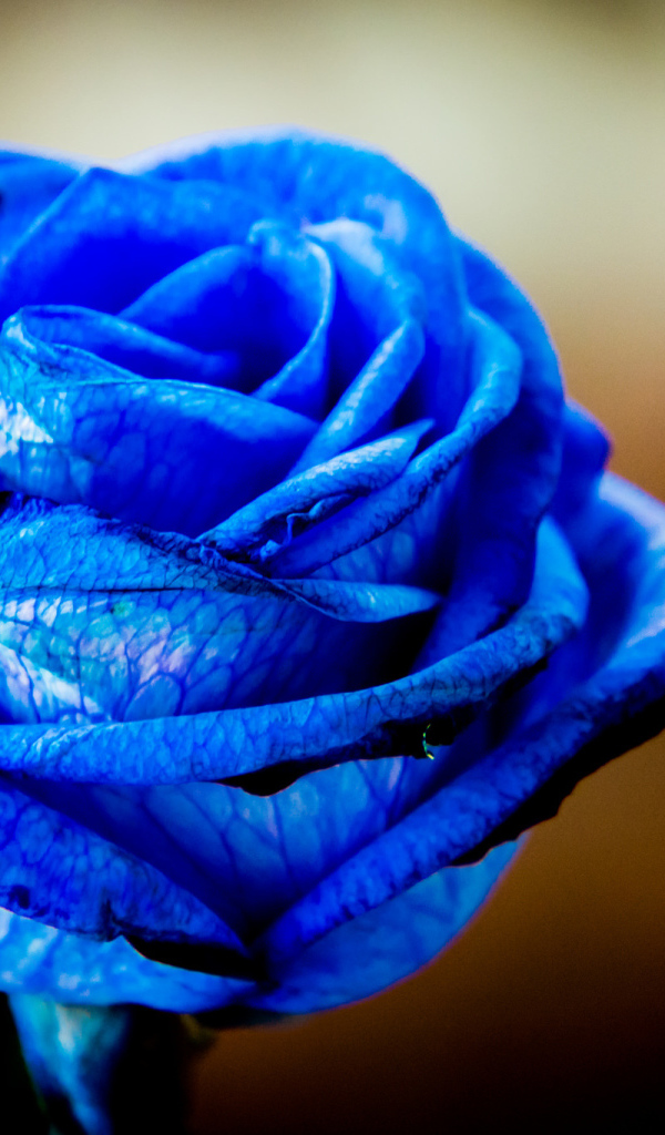 Красивая синяя роза крупным планом
