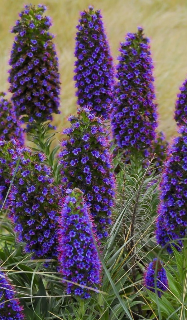 Красивые синие полевые цветы 