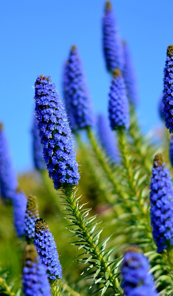 Красивые голубые полевые цветы на фоне неба 