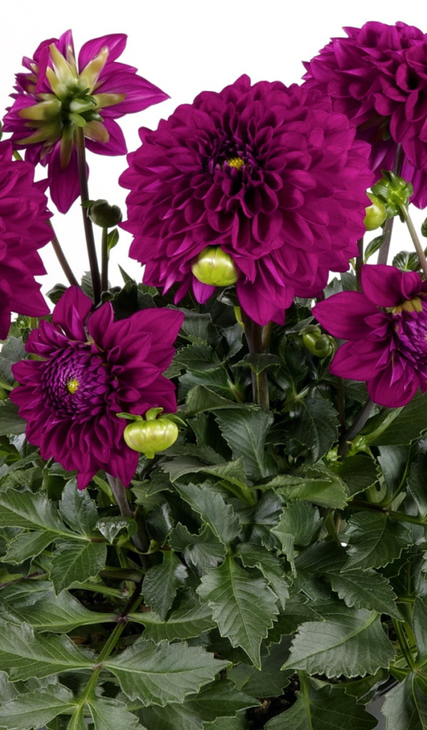 Красивый букет бордовых георгин на белом фоне