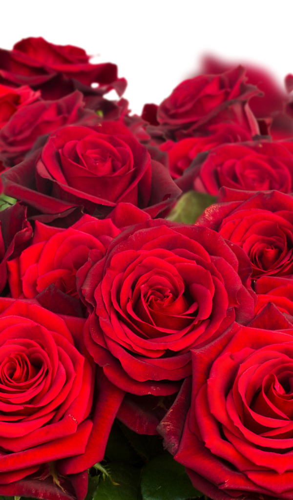 Красивый букет бордовых роз крупным планом