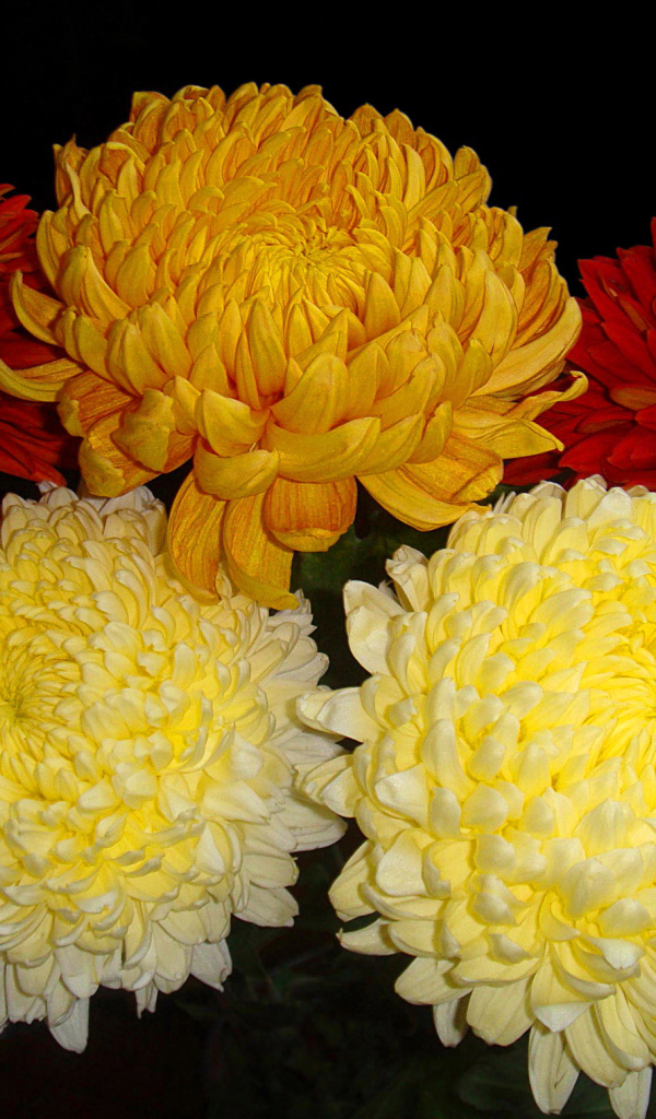 Красивый букет пышных хризантем 
