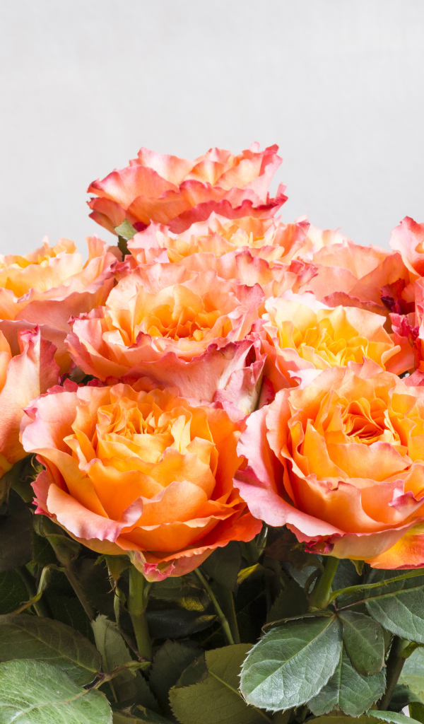 Красивый букет оранжевых роз на сером фоне