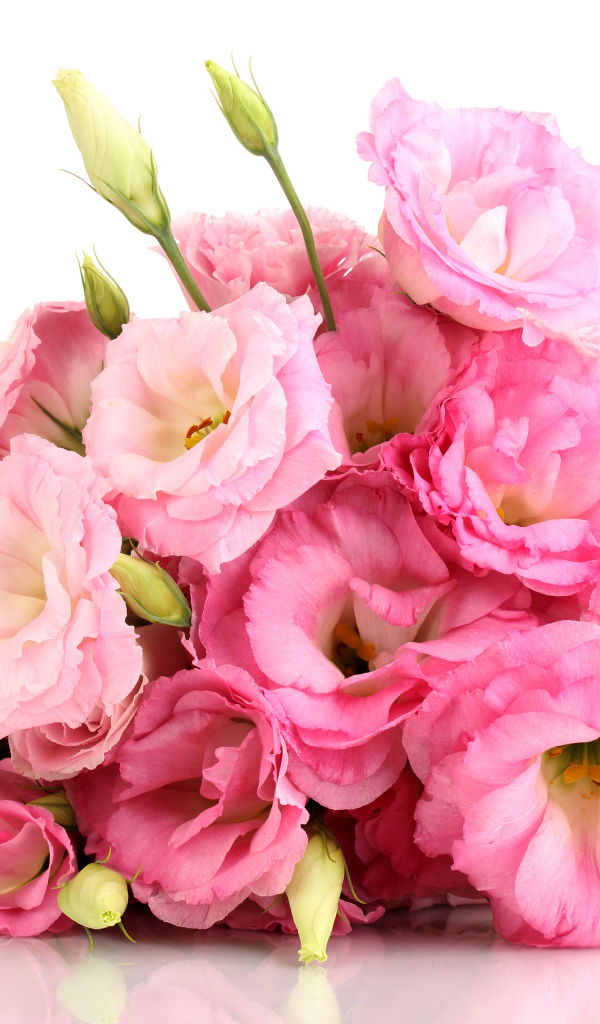 Красивый букет розовых цветов эустомы на белом фоне