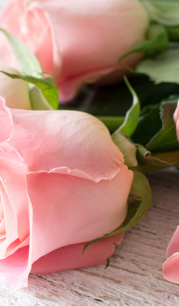 Красивый букет розовых роз крупным планом