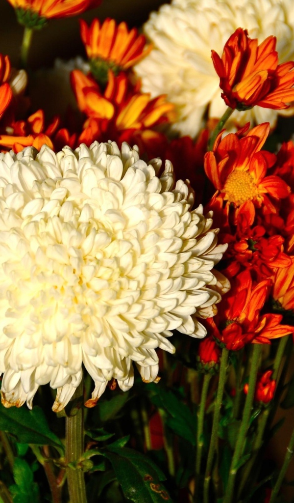 Красивый букет белых и оранжевый хризантем