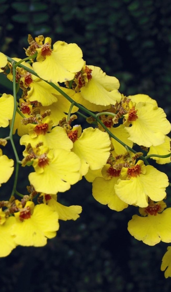 Красивая ветка желтой орхидеи