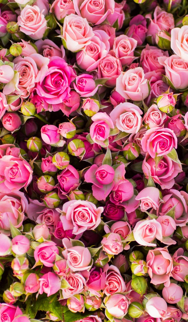 Красивые бутоны розовых роз 