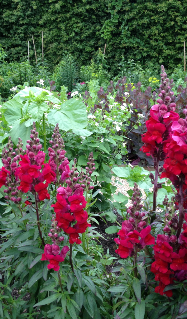 Красивые бордовые цветы львиный зев на клумбе