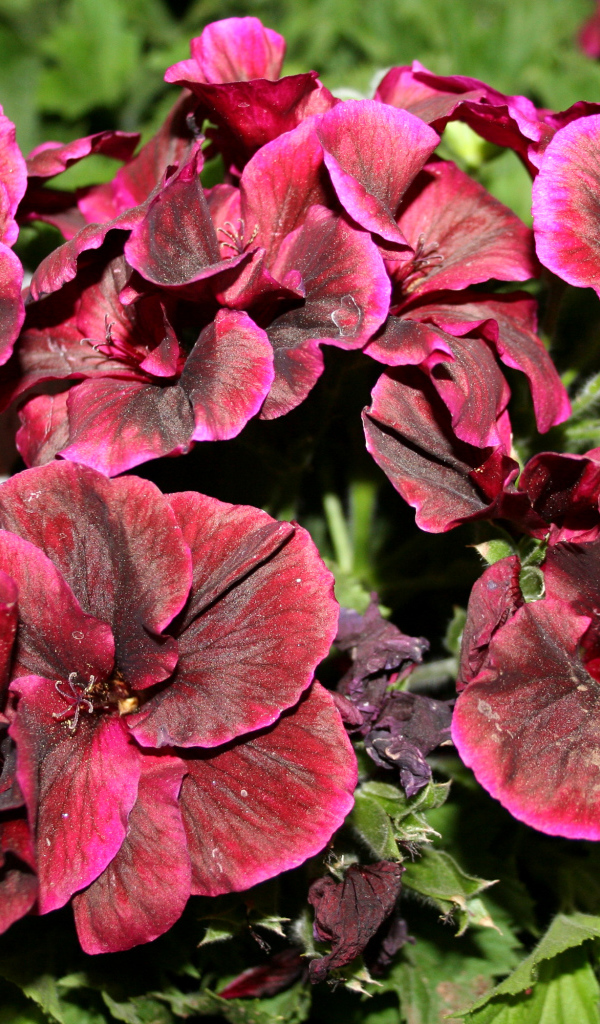 Красивые бордовые цветы герань крупным планом 