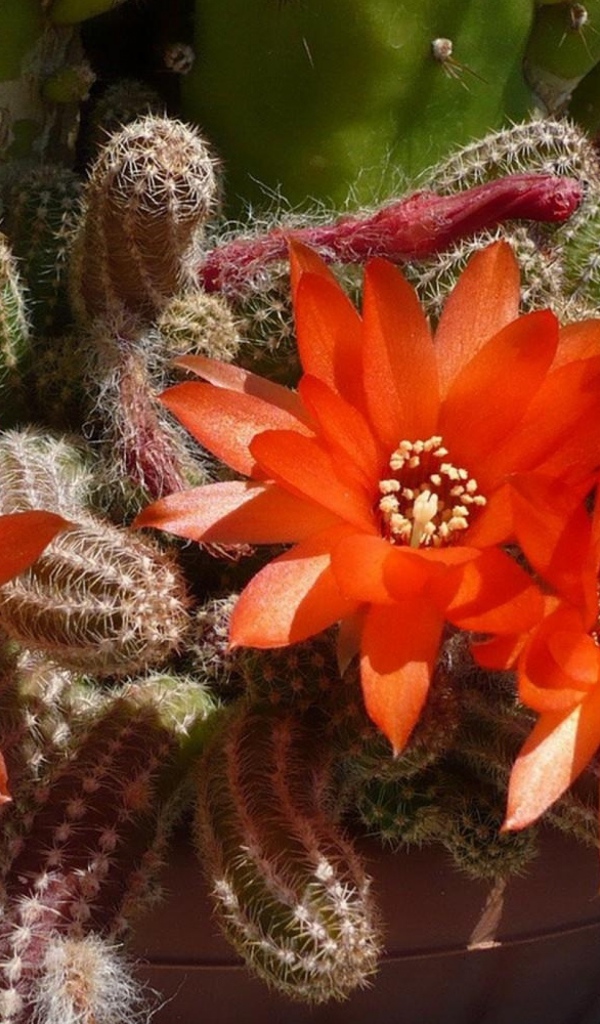 Красивый цветущий красными цветами кактус