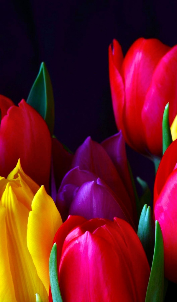 Красивые разноцветные тюльпаны 