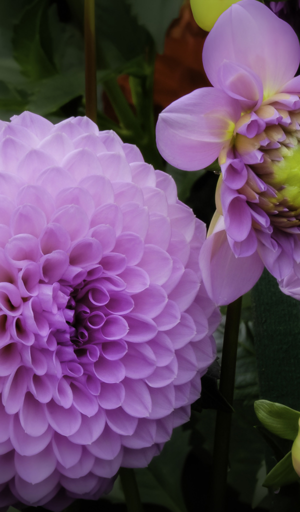 Красивые пышные сиреневые хризантемы 