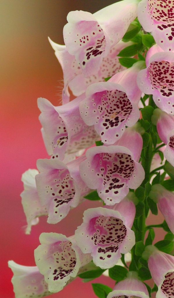 Красивые нежные розовые цветы наперстянка