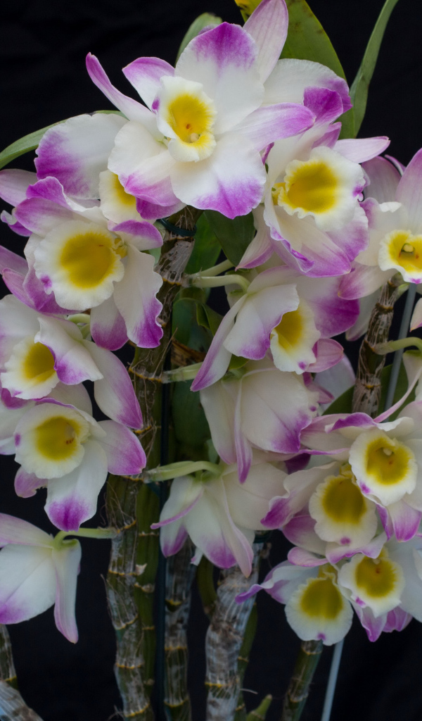 Красивые нежные бело - сиреневые орхидеи крупным планом