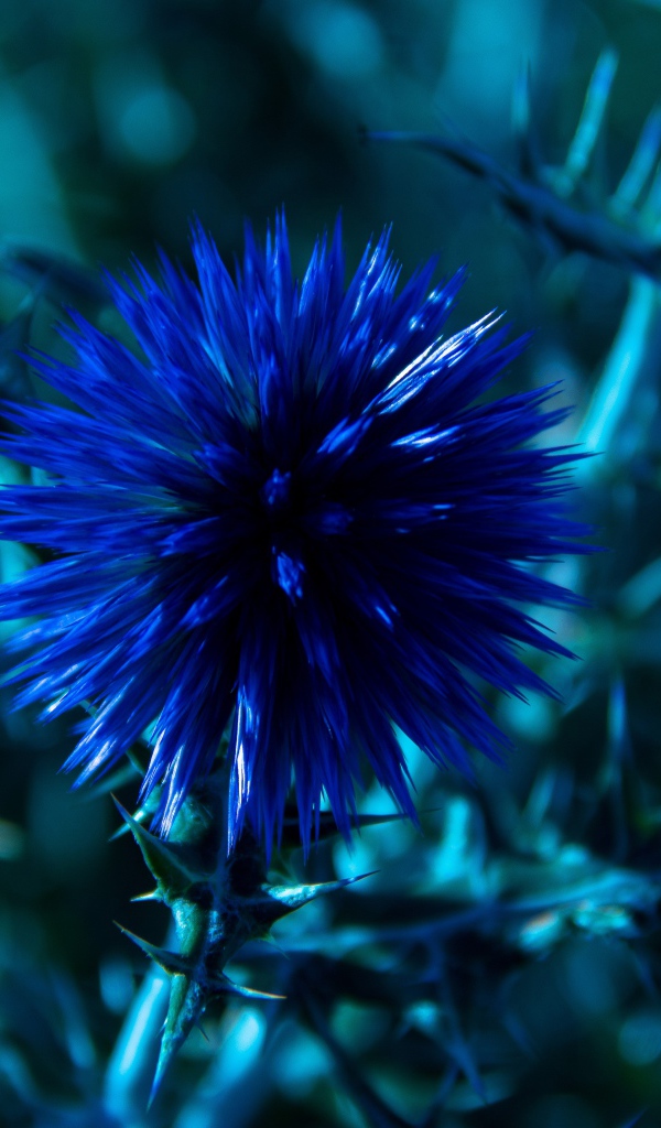 Красивые полевые синие цветы Мордовник шароголовый