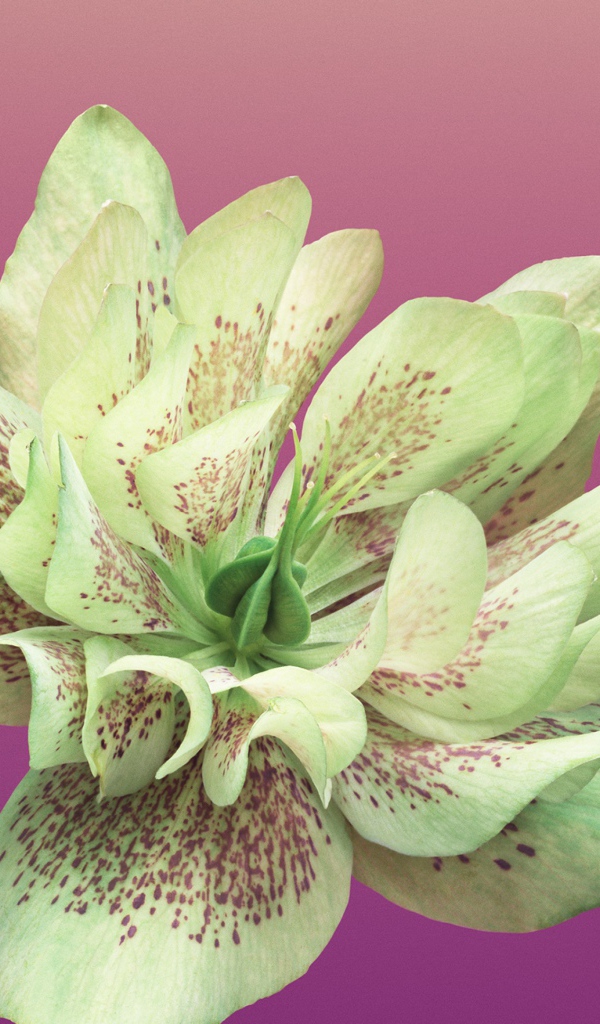 Красивый цветок крупным планом на розовом фоне