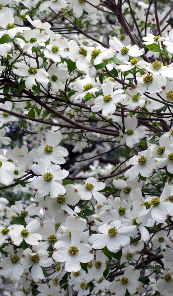 Красивое цветущее дерево кизила 