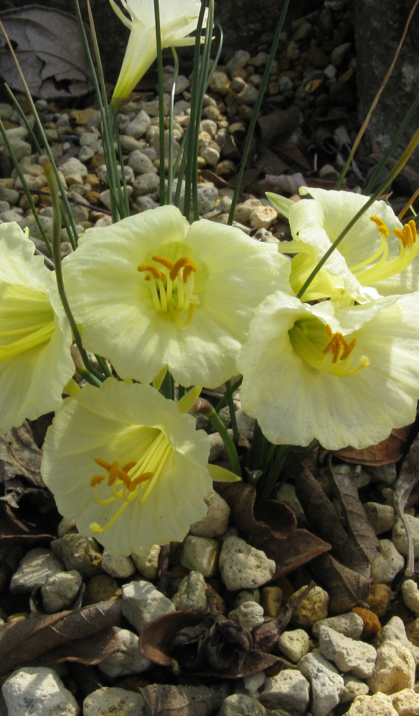 Красивые цветы нарциссы на камнях  