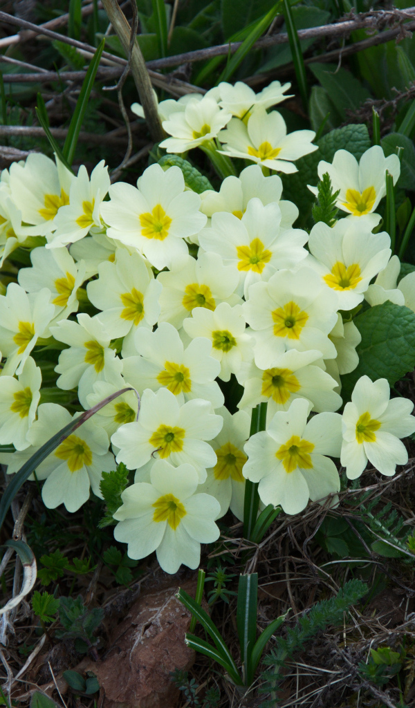 Красивые цветы примула на клумбе крупным планом