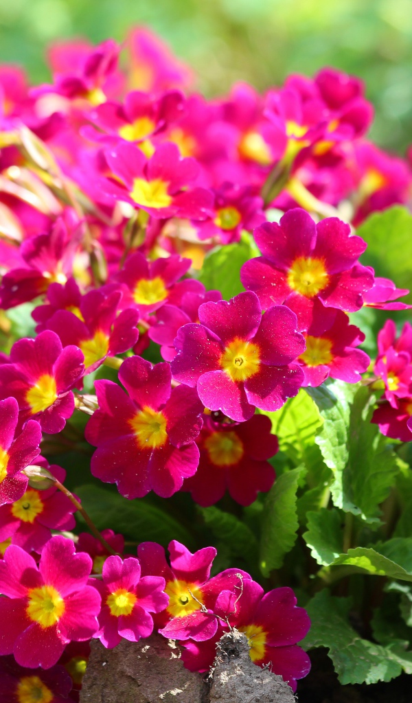 Красивые цветы примула на клумбе