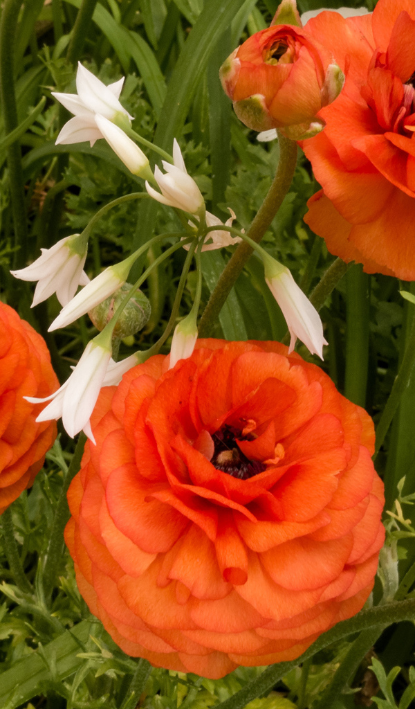 Красивые полные садовые оранжевые цветы лютики