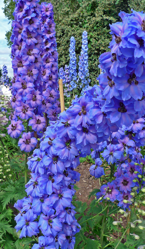 Красивые садовые цветы дельфиниум  