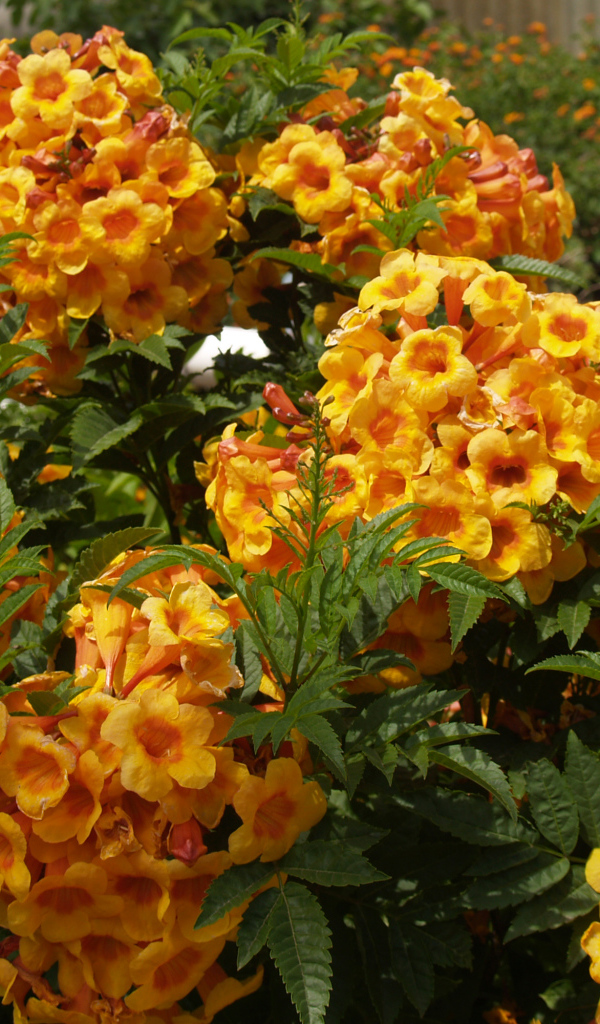 Красивые садовые цветы кампсис оранжевого цвета