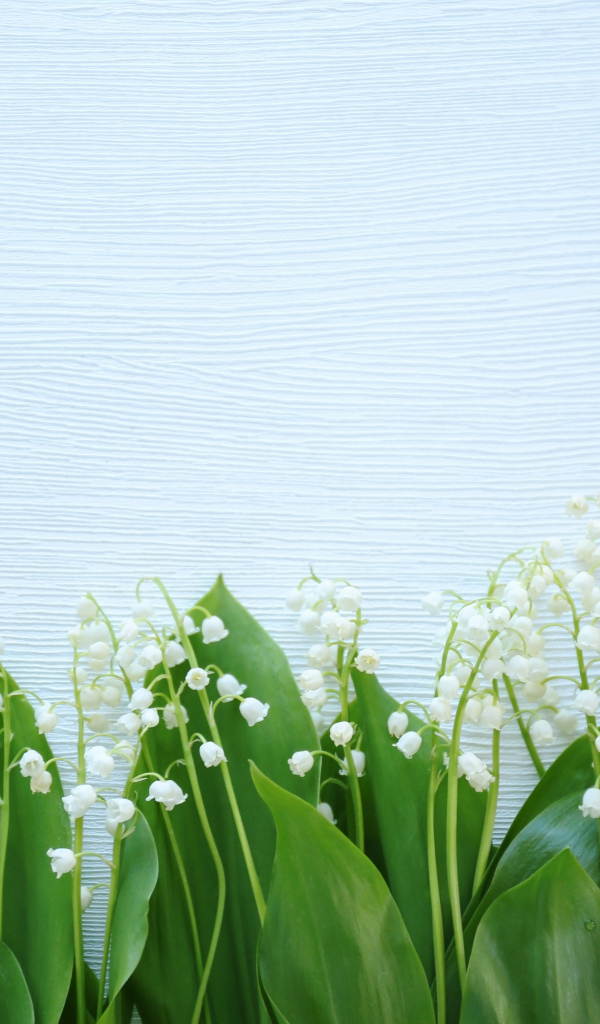 Красивые нежные ландыши с зелеными листьями