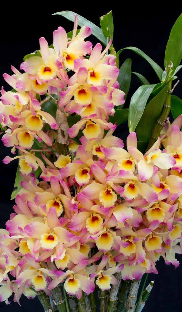 Красивые нежные орхидеи крупным планом на черном фоне