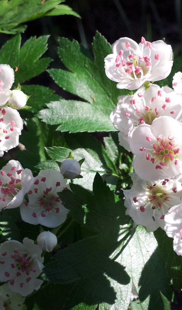 Красивые нежные белые цветы боярышника