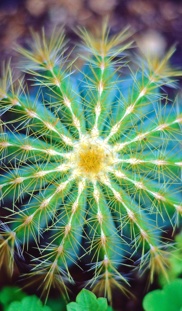 Красивый зеленый кактус крупным планом 