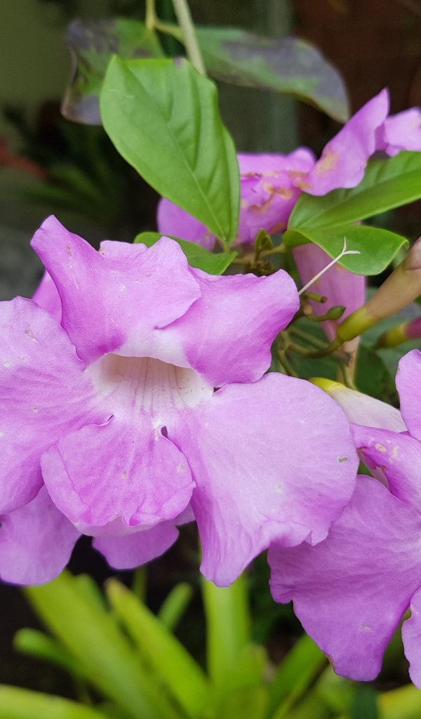 Красивый комнатный цветок с сиреневыми цветами