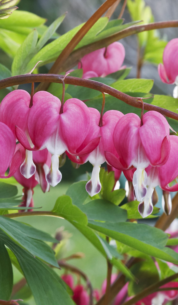 Красивые комнатные цветы Дицентра крупным планом