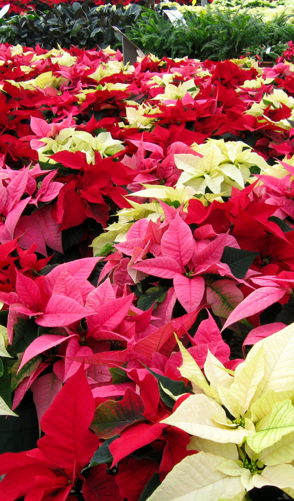 Красивые комнатные цветы молочай, пуансеттия