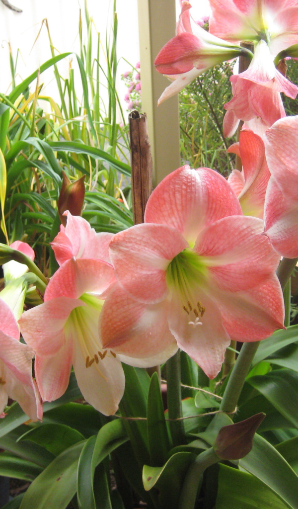 Красивые комнатные розовые Амариллис