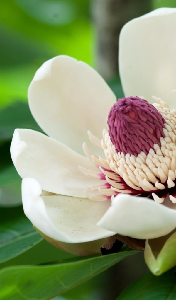 Красивый крупный цветок магнолия 