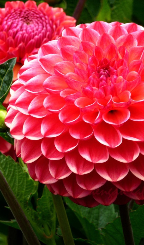 Красивая крупная розовая георгина 