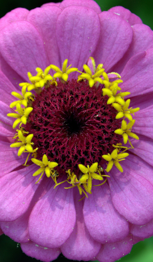 Красивый сиреневый цветок цинния крупным планом 