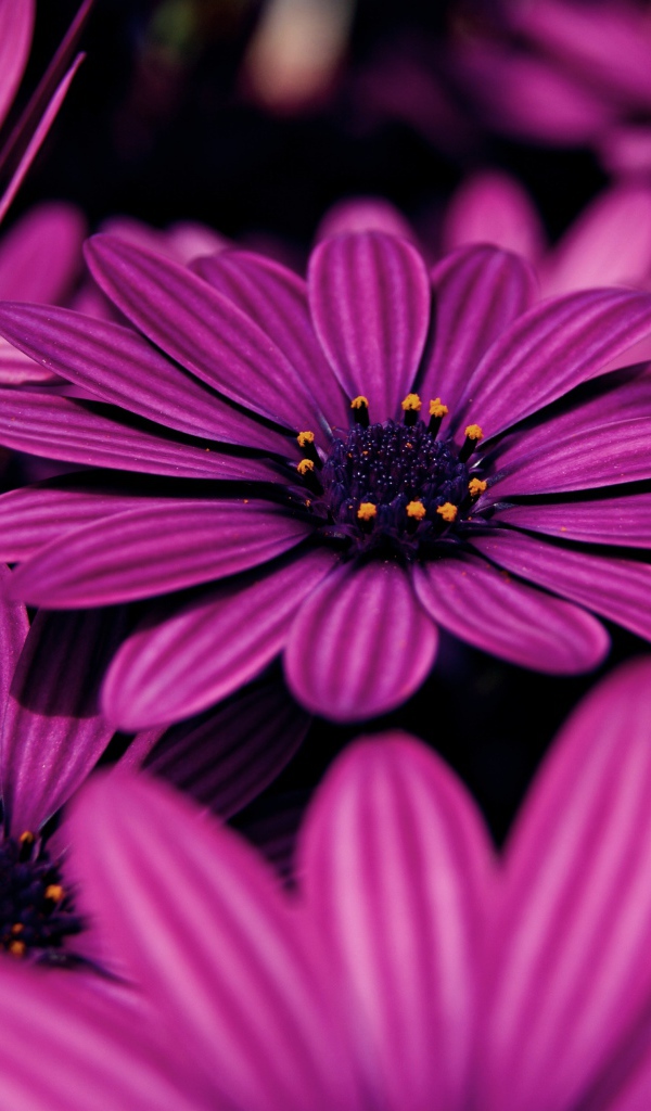 Красивые сиреневые цветы африканская ромашка 