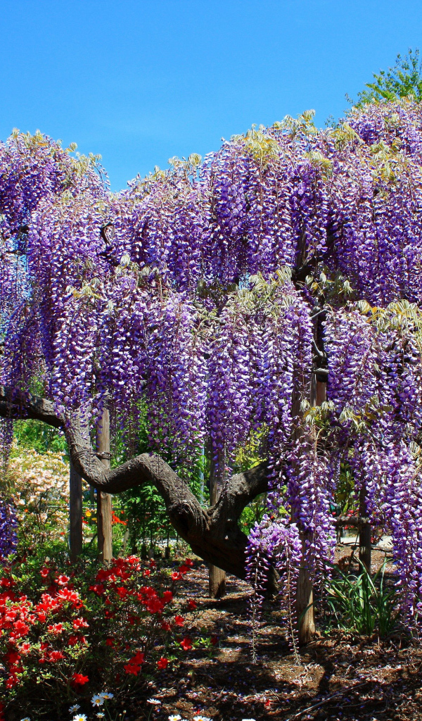 Красивые сиреневые цветы Глициния 