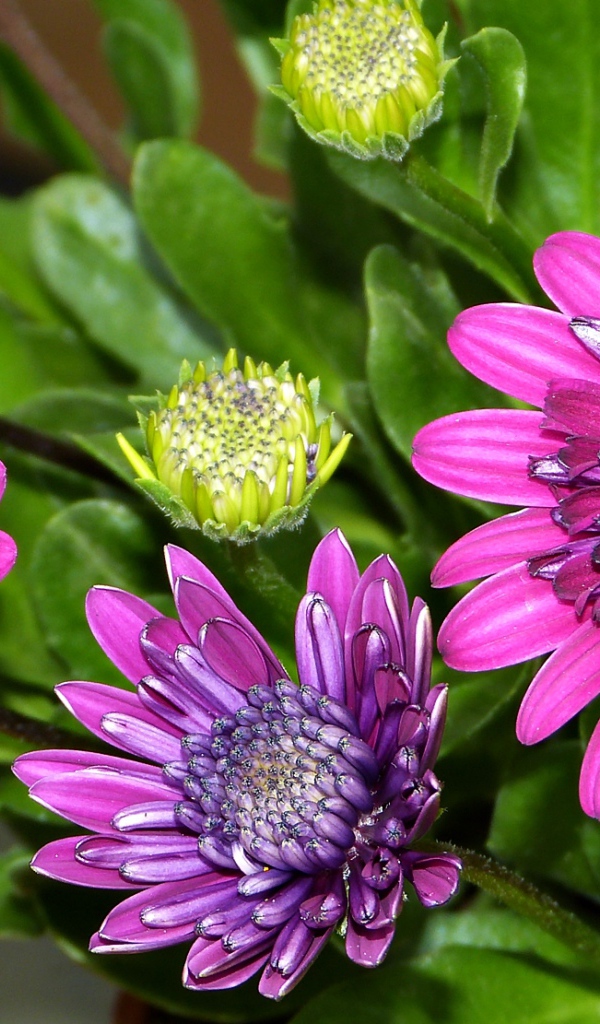 Красивые сиреневые цветы хризантемы