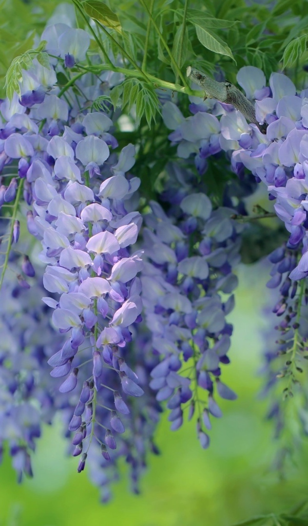 Красивые сиреневые садовые цветы глициния 