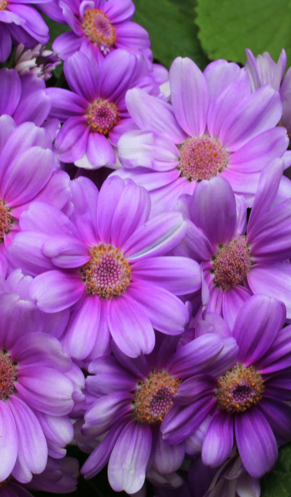 Красивый сиреневый комнатный цветок Цинерария 