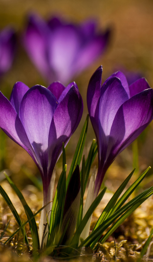 Красивые маленькие фиолетовые крокусы крупным планом