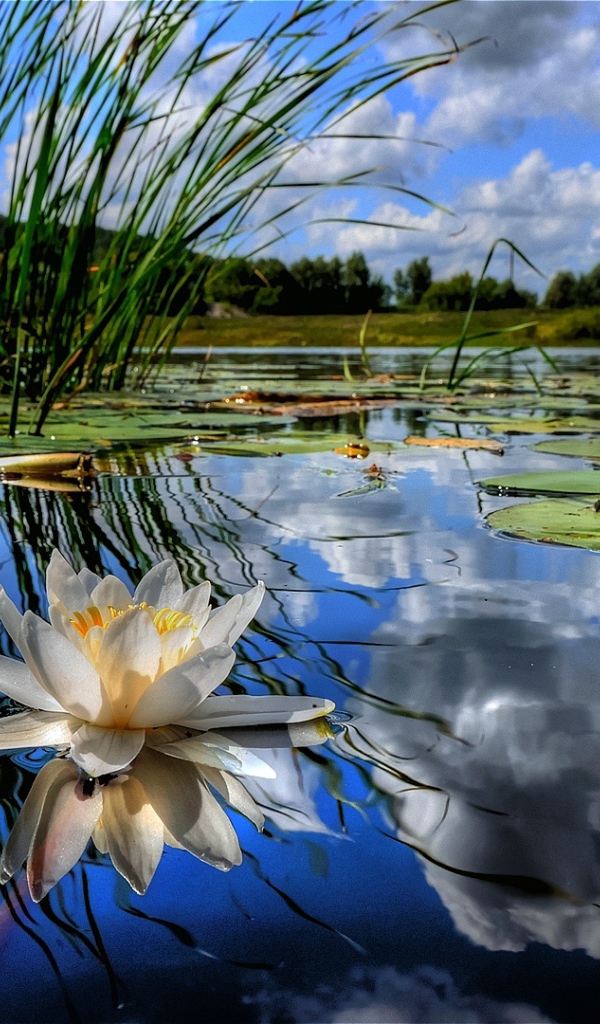 Красивый лотос на водной глади 