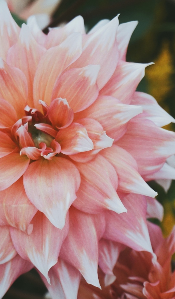 Красивый пышный георгин крупным планом 