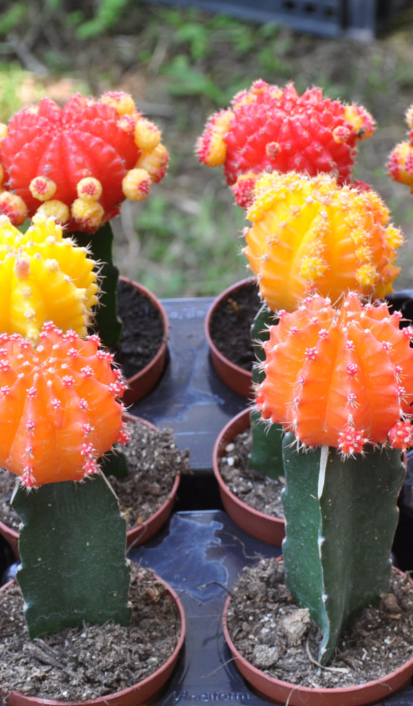 Красивые разноцветные кактусы крупным планом 